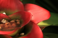 /album/kuranda/img-2863-800x533-jpg/